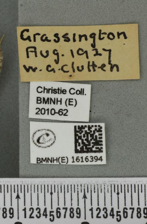 Entephria flavicinctata ruficinctata (Guenée, 1858) - BMNHE_1616394_label_318851