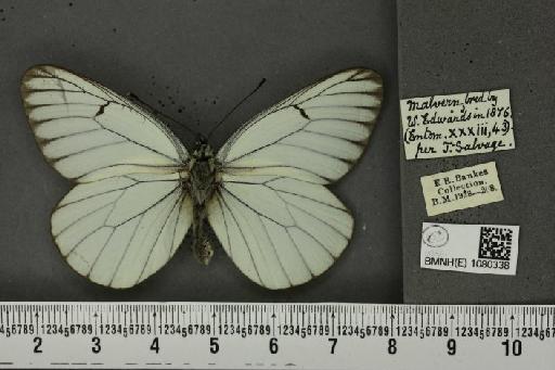 Aporia crataegi (Linnaeus, 1758) - BMNHE_1080338_69896