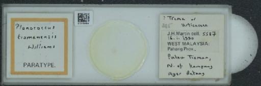 Planococcus tiomanensis Williams, 2004 - 010169694_117340_1101342