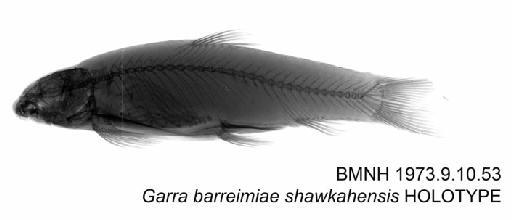 Garra barreimiae shawkahensis Clarke, 1977 - BMNH 1973.9.10.53 - Garra barreimiae shawkahensis HOLOTYPE Radiograph