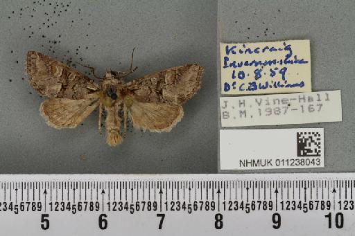 Brachylomia viminalis (Fabricius, 1777) - NHMUK_011238043_638722