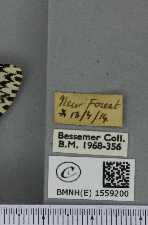 Lymantria monacha ab. mediofasciata Lempke, 1947 - BMNHE_1559200_label_251923