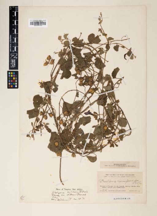 Ipomoea malvacea var. volkensii (Dammer) J.R.I.Wood & Scotland - 000930486
