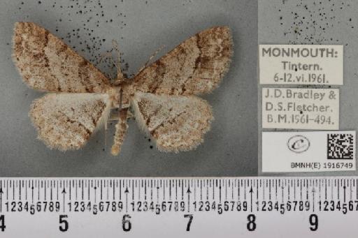 Ectropis crepuscularia (Denis & Schiffermüller, 1775) - BMNHE_1916749_483516