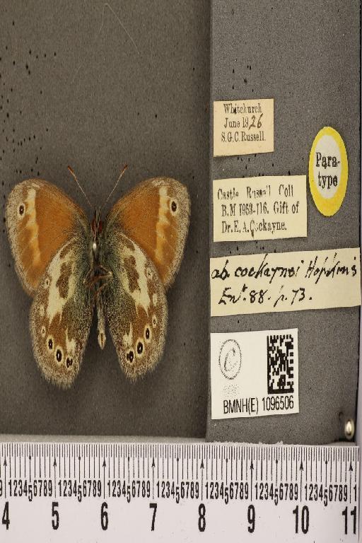 Coenonympha tullia polydama ab. cockaynei Hopkins, 1955 - BMNHE_1096506_7747