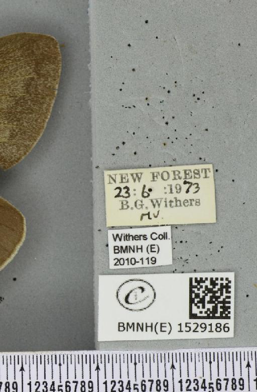 Macrothylacia rubi (Linnaeus, 1758) - BMNHE_1529186_label_196681