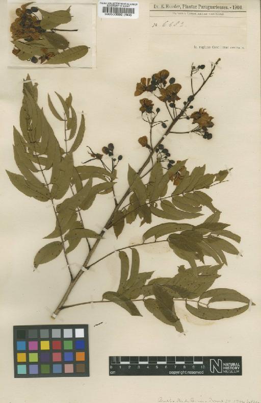 Senna silvestris subsp. silvestris var. guaranitica (Chodat & Hassl.) H.S.Irwin & Barneby - BM000538692