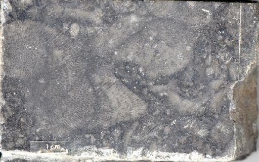 Buchan grey marble - e11269.tif