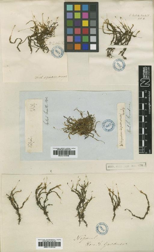 Leptodontium viticulosoides (P.Beauv.) Wijk & Margad. - BM001006451_a