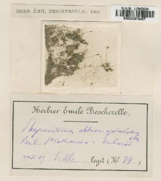 Funaria obtuso-apiculata (Müll.Hal.) Broth. - BM000873457