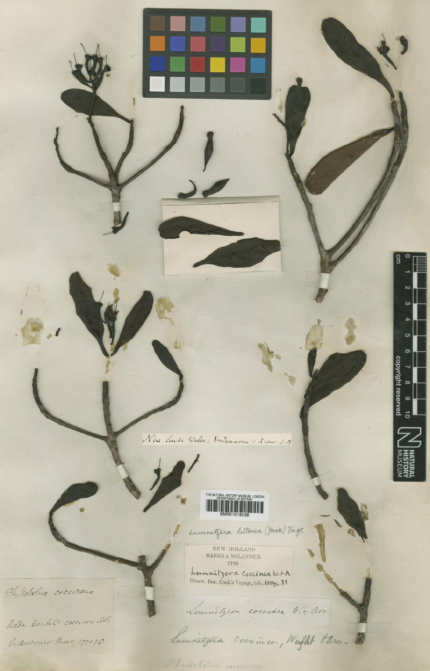 To NHMUK collection (Lumnitzera littorea (Jack) Voigt; Type; NHMUK:ecatalogue:601000)