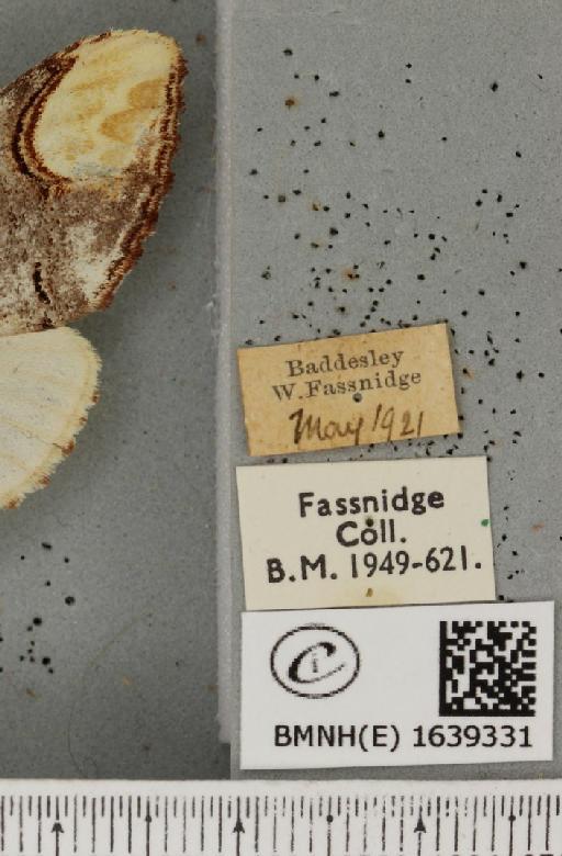 Phalera bucephala bucephala (Linnaeus, 1758) - BMNHE_1639331_label_208478