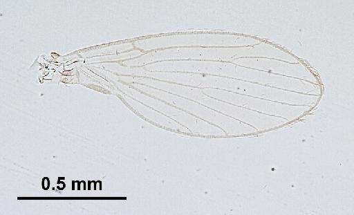 Trichomyia inopis Duckhouse, 1978 - Trichomyia_inopis-010210271-wing-64_0x-scale