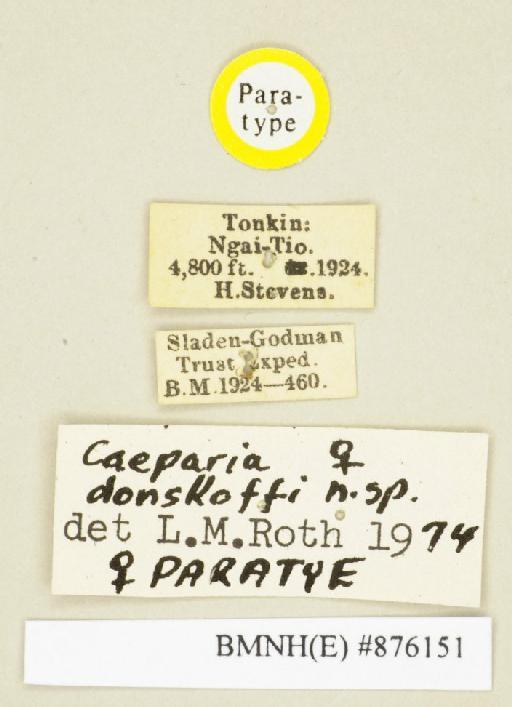 Caeparia donskoffi Roth, 1979 - Caeparia donskoffi Roth, 1979, female, paratype, labels. Photographer: Edward Baker. BMNH(E)#876151