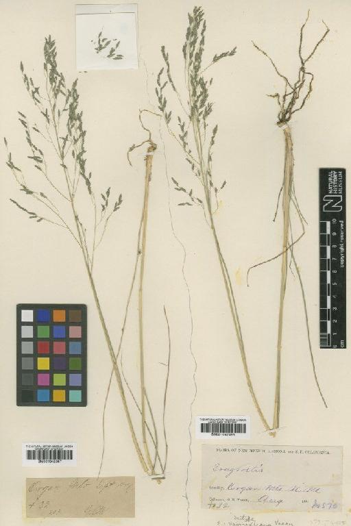 Eragrostis mexicana (Hornem.) Link - BM001042386