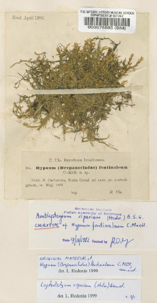 Leptodictyum riparium (Hedw.) Warnst. - BM000575885