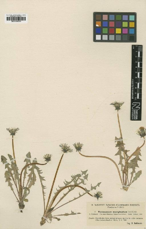 Taraxacum marginatum Dahlst. - BM001043526