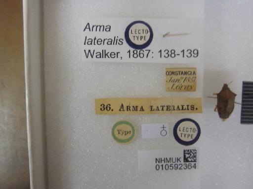 Arma lateralis Walker, 1867 - 010592364_Arma lateralis LT F