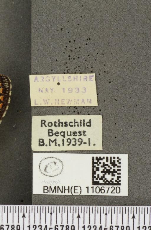 Euphydryas aurinia ab. rectiangula Cabeau, 1924 - BMNHE_1106720_label_18342