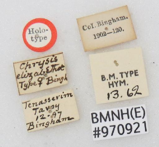 Chrysis elizabethae Bingham, C.T., 1903 - Chrysis_elizabethae-BMNH(E)#970921_type-labels