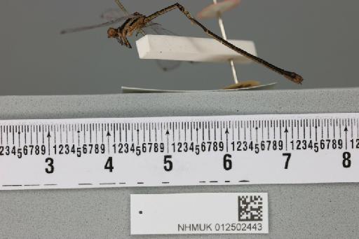 Pseudagrion melanicterum Selys, 1876 - 012502443_lateral