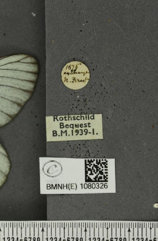Aporia crataegi (Linnaeus, 1758) - BMNHE_1080326_label_69884