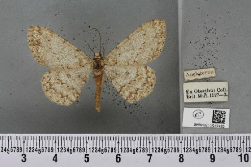 Hypomecis punctinalis (Scopoli, 1763) - BMNHE_1912952_479878