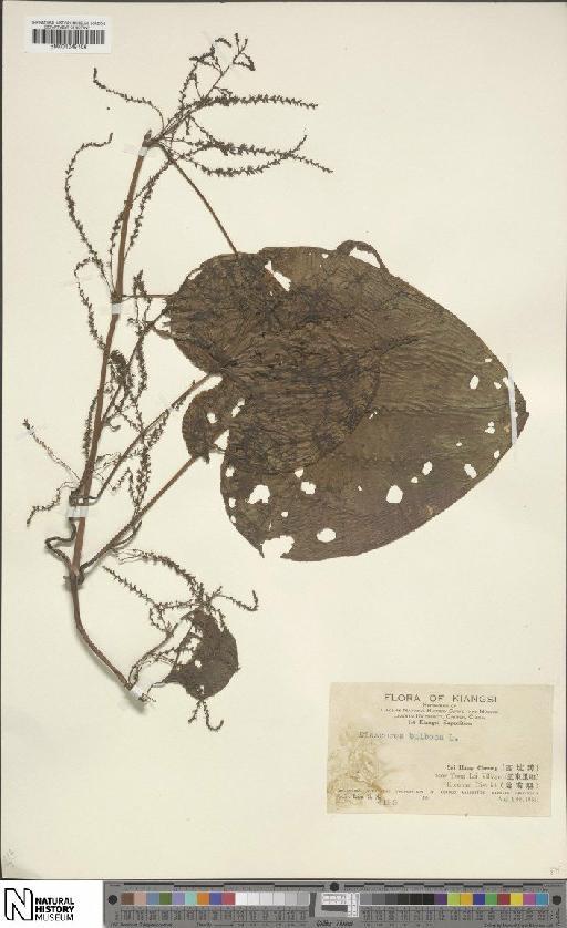 Dioscorea bulbifera L. - BM001049106