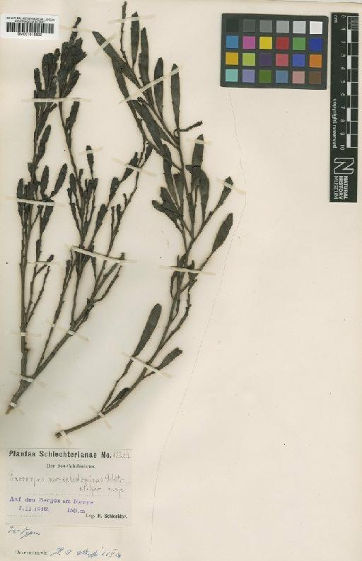 Exocarpos neocaledonicus Schltr. & Pilg. - BM001015632