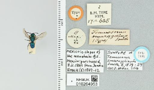 Temnosoma smaragdinum Smith, F., 1879 - 010264953_834918_-