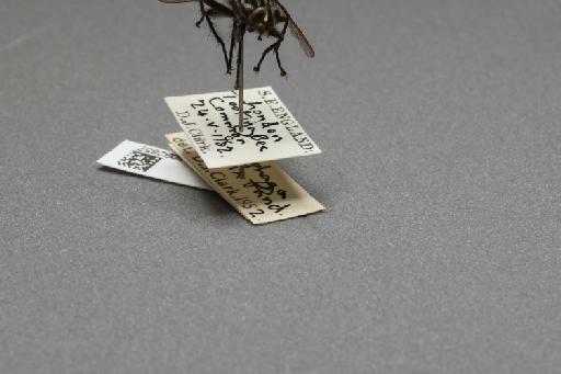 Sarcophaga (Rosellea) aratrix Pandelle, 1896 - 015092857_additional_4