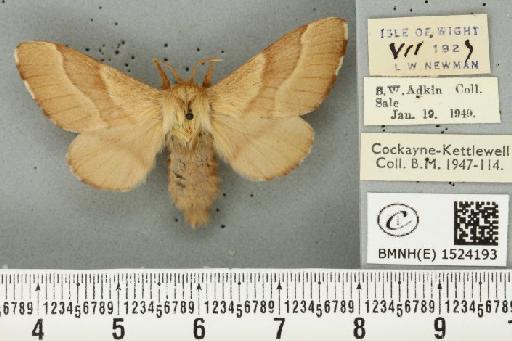 Malacosoma neustria ab. cervina-virgata Tutt, 1900 - BMNHE_1524193_190488