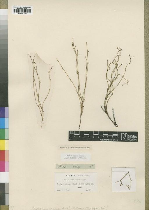 Ischyrolepis curviramis (Kunth) H.P.Linder - BM000922344