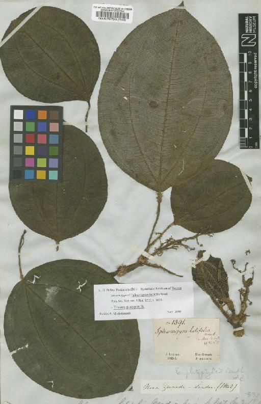Tococa platyphylla Benth. - BM000570793