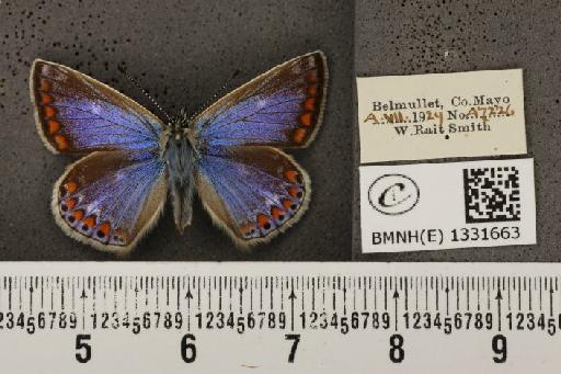 Polyommatus icarus mariscolore (Kane, 1893) - BMNHE_1331663_138394