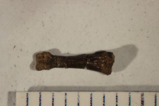 Oligokyphus Hennig, 1922 - NHMUK PV R 38857