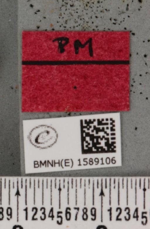 Scopula ternata Schrank, 1802 - BMNHE_1589106_label_270744