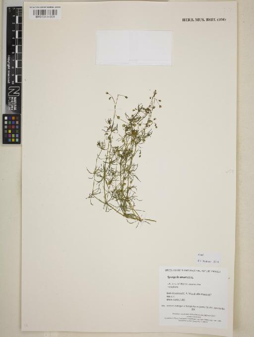 Spergula arvensis L. - BM013414009