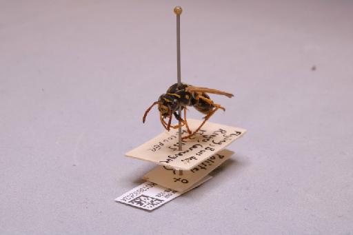 Polistes dominulus (Christ, 1791) - 013632524_additional_3