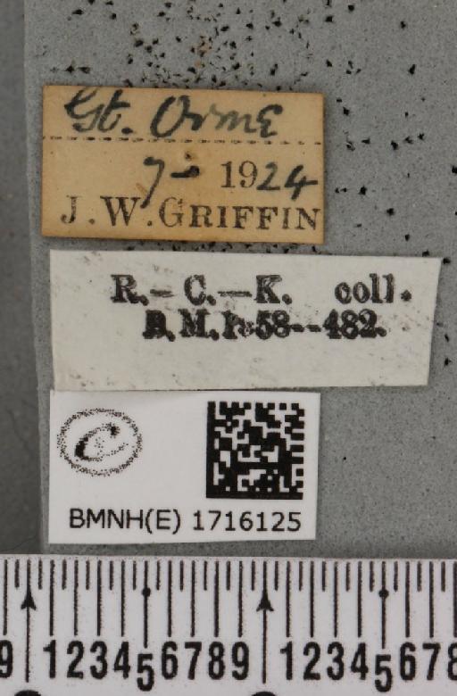 Scopula marginepunctata (Goeze, 1781) - BMNHE_1716125_label_269328