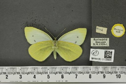 Pieris rapae rapae (Linnaeus, 1758) - BMNHE_1115500_a_70375