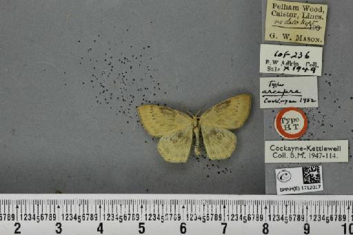 Cyclophora linearia ab. arcufera Cockayne, 1952 - BMNHE_1712017_276601