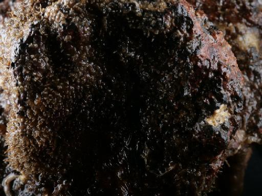 Alcyonidium mamillatum Alder, 1857 - 014451854_02