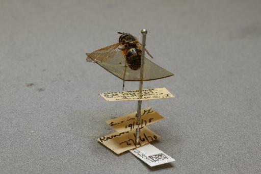 Chrysotoxum arcuatum (Linnaeus, 1758) - 012518111_additional_2