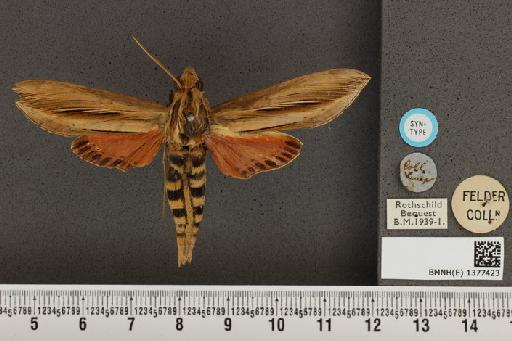 Phryxus caicus (Cramer, 1777) - BMNH(E) 1377423 Phryxus caicus dorsal and labels.JPG