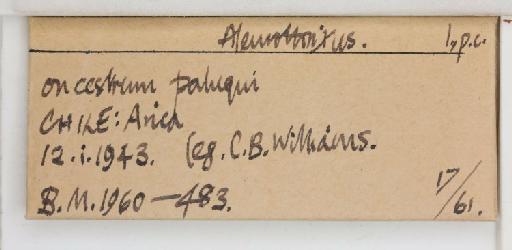 Aleurothrixus Quaintance & Baker, 1914 - 013476864_additional