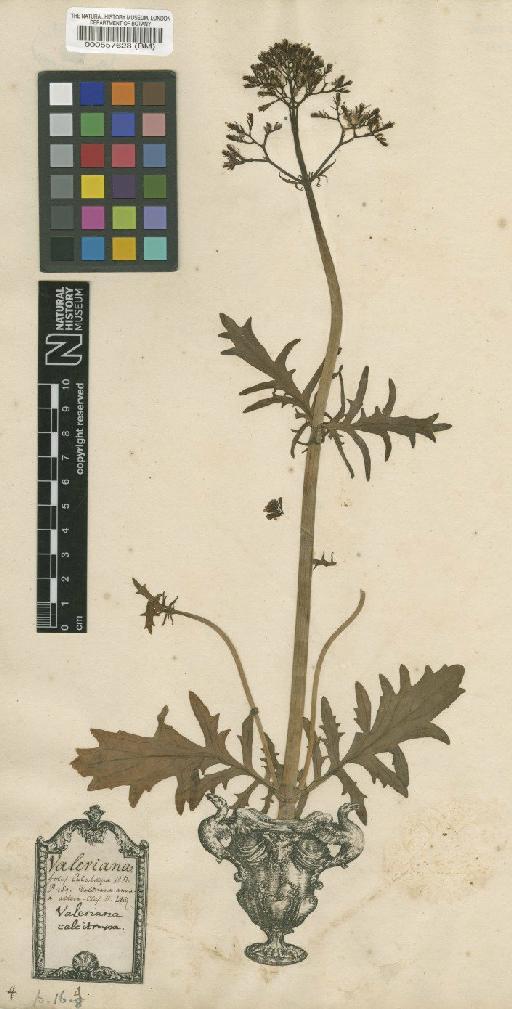 Valeriana calcitrapae L. - BM000557628