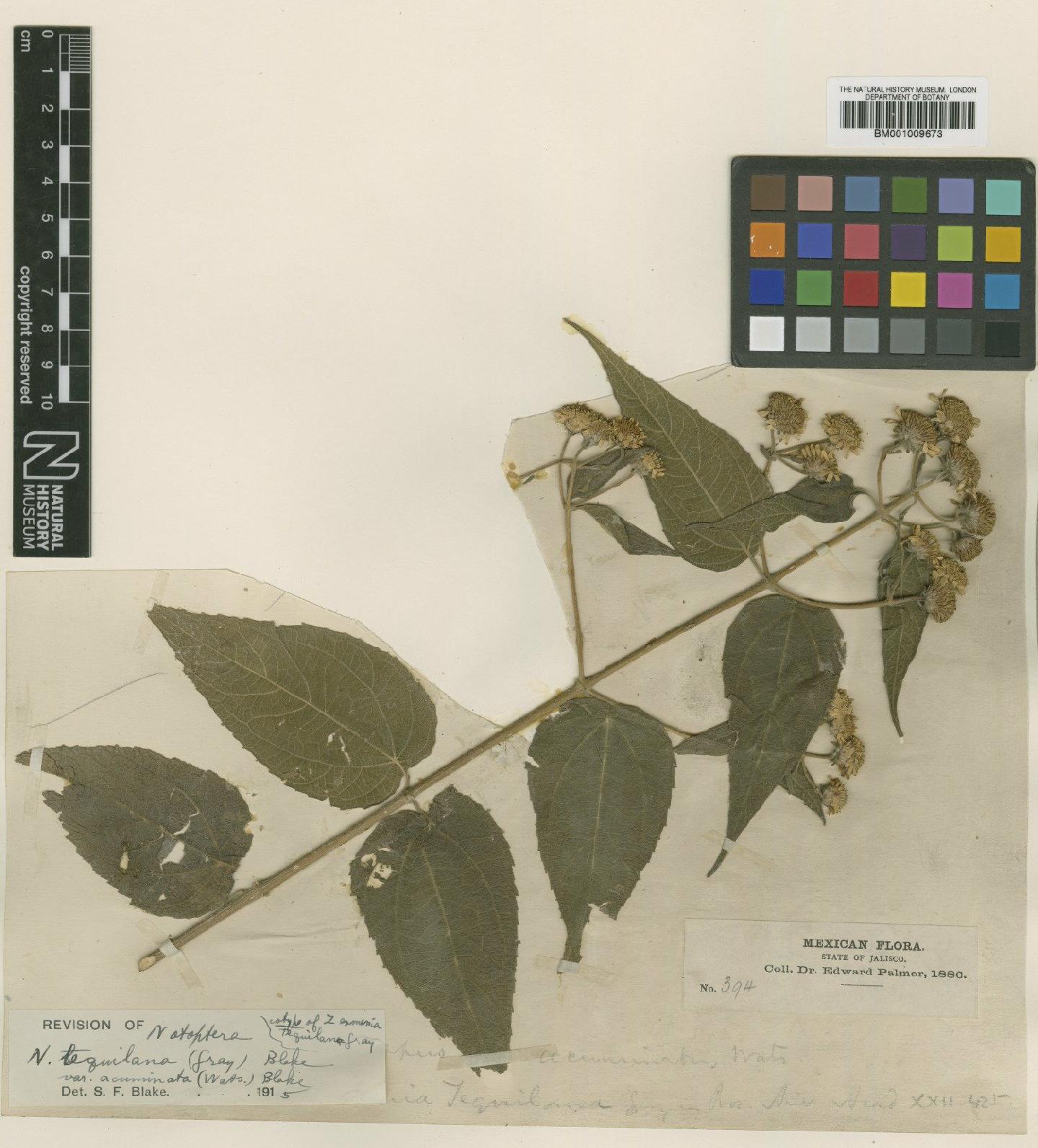 To NHMUK collection (Otopappus acuminatus S.Watson; Type; NHMUK:ecatalogue:617748)