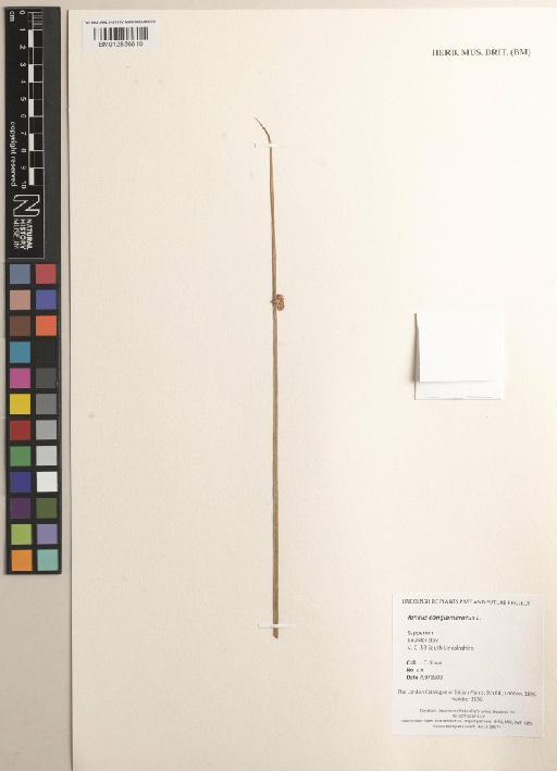 Juncus conglomeratus L. - 012556610
