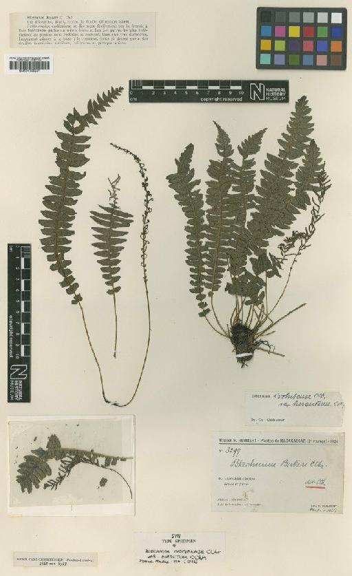 Blechnum bakeri C.Chr. - BM001066247